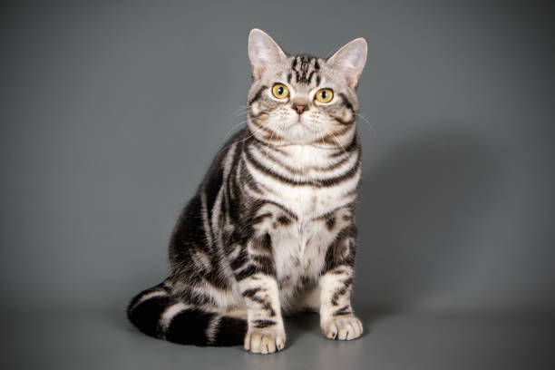 istock American shorthair cat on colored backgrounds 1056662056
