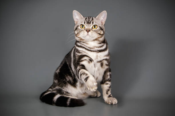 istock American shorthair cat on colored backgrounds 1056662338
