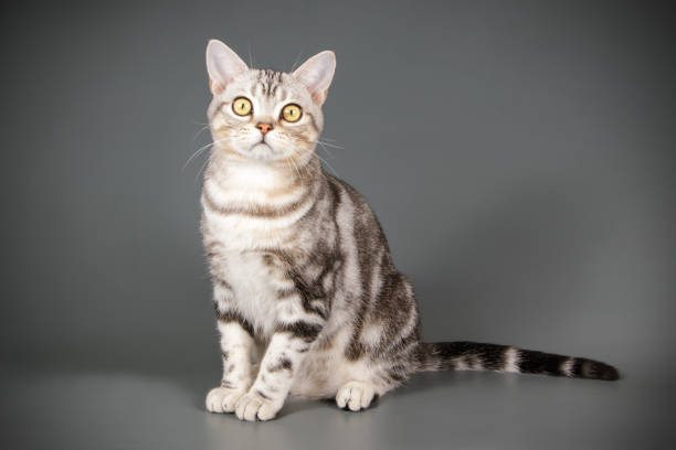 istock American shorthair cat on colored backgrounds 1056662520