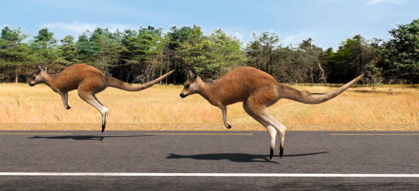 istock Kangaroos in the desert 1056662570