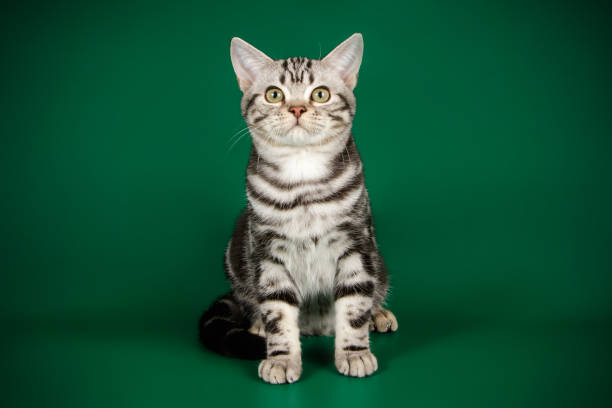 istock American shorthair cat on colored backgrounds 1056662616
