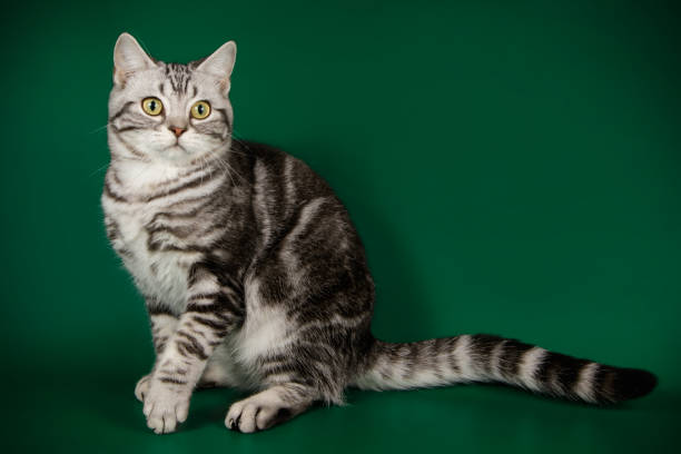 istock American shorthair cat on colored backgrounds 1056662878