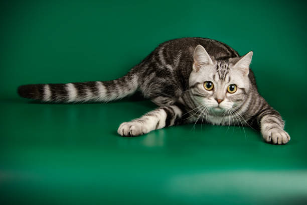 istock American shorthair cat on colored backgrounds 1056662936