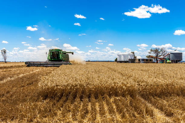 harvesting wheat in moree, new south wales, australia. - new south wales imagens e fotografias de stock