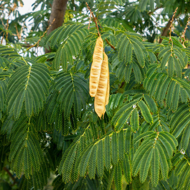 istock Acacia tree with hanging seed pods. Leucaena leucocephala. 1056663764