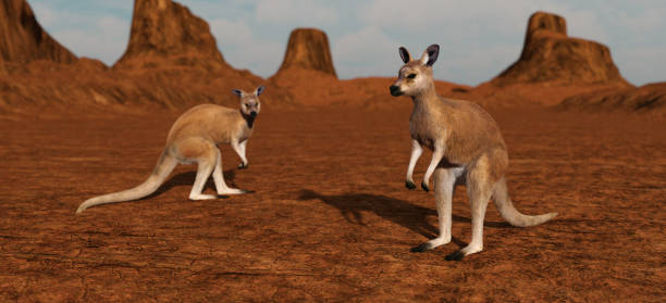 istock Kangaroos in the desert 1056663934