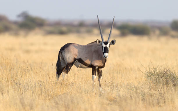 oryx em deserto do kalahari - oryx - fotografias e filmes do acervo