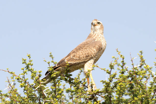 istock Pale Chanting Goshawk, Kalahari 1056664302