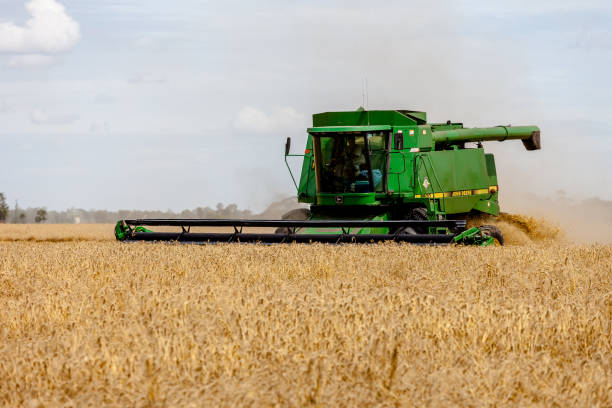 Moree, Australia - November 22, 2010: A combine harvester harvests wheat on a large grain farm in Moree. This is a major agricultural area in New South Wales, Australia.