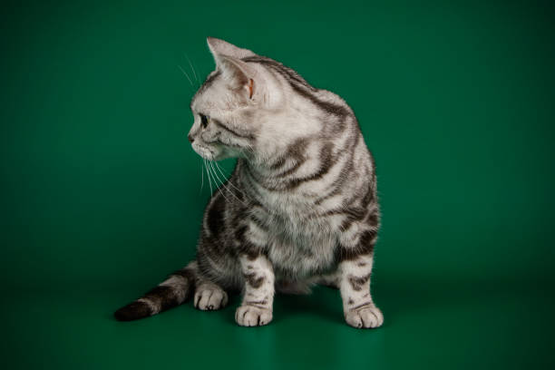 istock American shorthair cat on colored backgrounds 1056664716