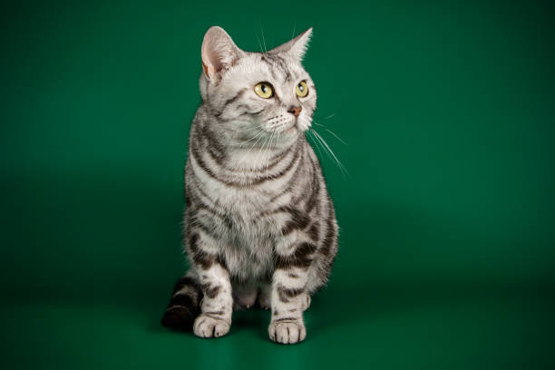 istock American shorthair cat on colored backgrounds 1056665094