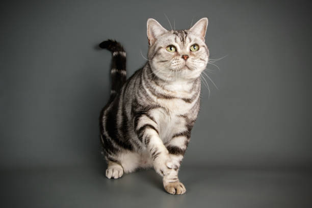 istock American shorthair cat on colored backgrounds 1056665160