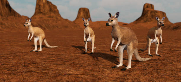 istock Kangaroos in the desert 1056665180