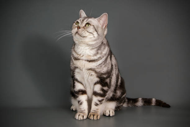 istock American shorthair cat on colored backgrounds 1056665200
