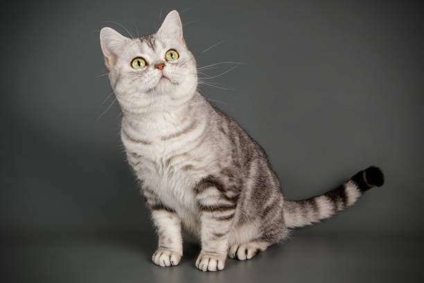 istock American shorthair cat on colored backgrounds 1056665548