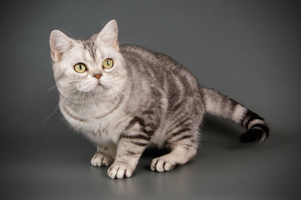 istock American shorthair cat on colored backgrounds 1056665584