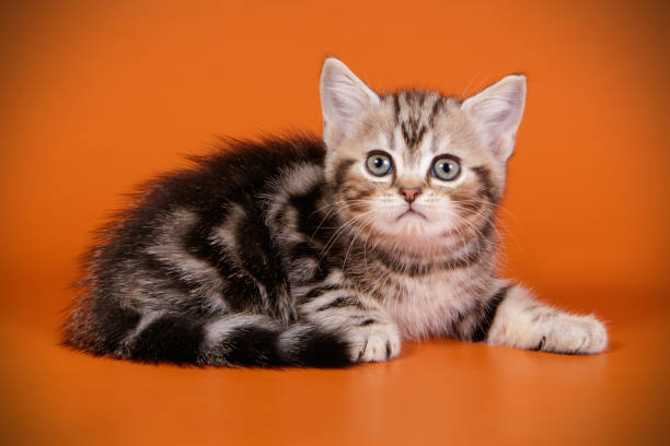 istock American shorthair cat on colored backgrounds 1056665660