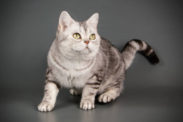 istock American shorthair cat on colored backgrounds 1056665696