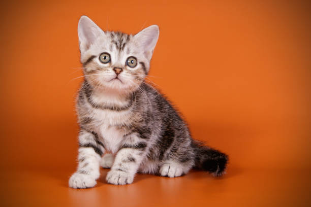 istock American shorthair cat on colored backgrounds 1056665938