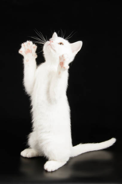 istock American shorthair cat on colored backgrounds 1056667028