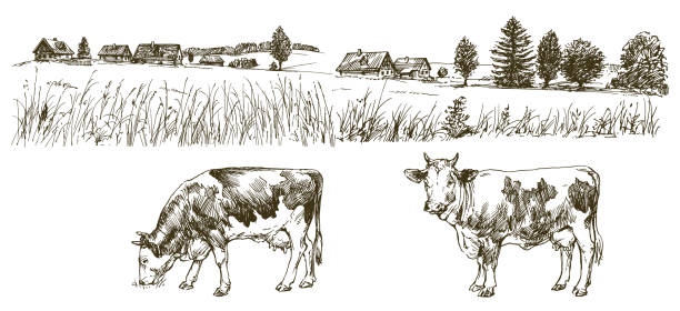 Cows grazing on meadow. Cows grazing on meadow. cow drawings stock illustrations