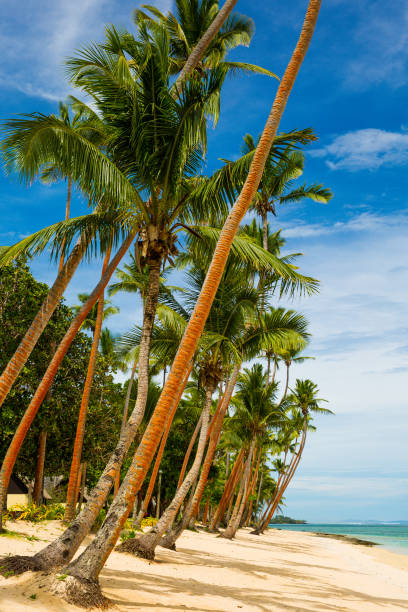 istock Tall coconut palm trees on a sandy beach in Fiji. Daylight, blue sky, orange tree trunks 1056667396