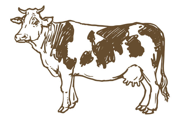 Cow isolated on white, hand drawn vector illustration. Cow isolated on white, hand drawn vector illustration. cow drawings stock illustrations