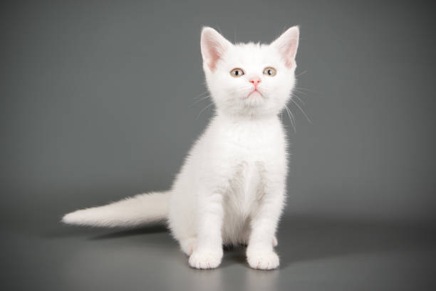 istock American shorthair cat on colored backgrounds 1056669166