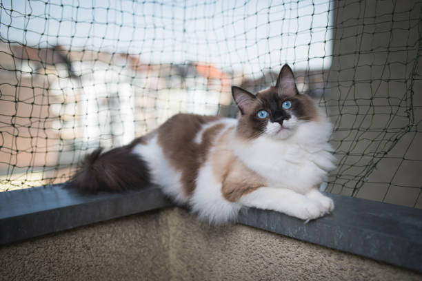 gato relajado en balcón - domestic cat city life animal pets fotografías e imágenes de stock