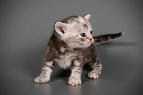 istock American shorthair cat on colored backgrounds 1056669302