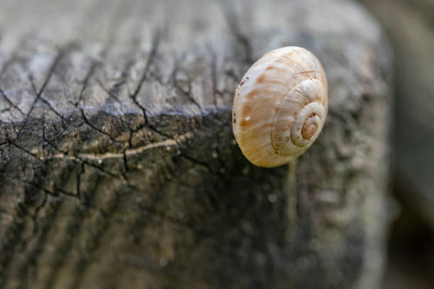 close up snail on wood in nature