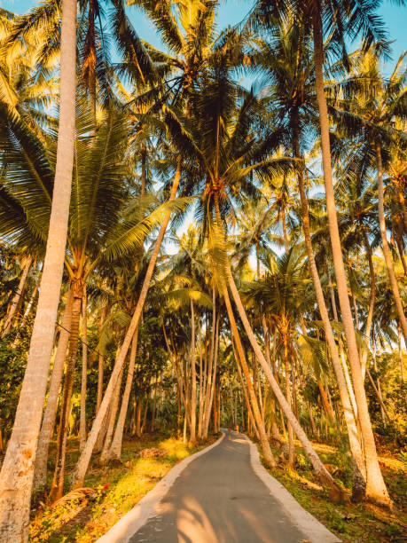 istock Road through a palm jungle with sunset light on tropical island. 1056674576