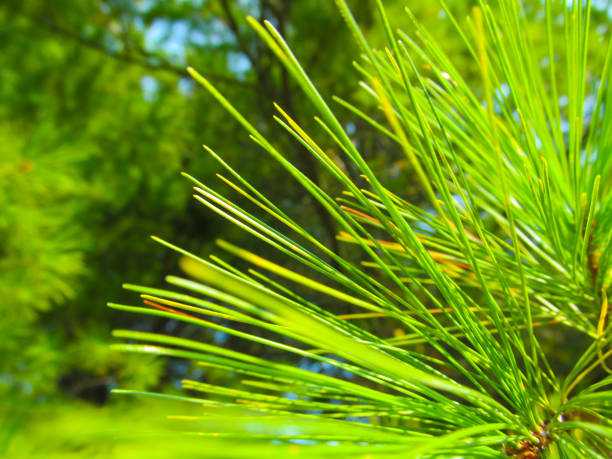 istock Green pine needles close-up. 1056675088