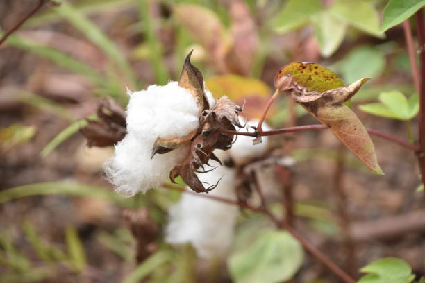 istock Field of Ripe Cotton Plants 1056675918