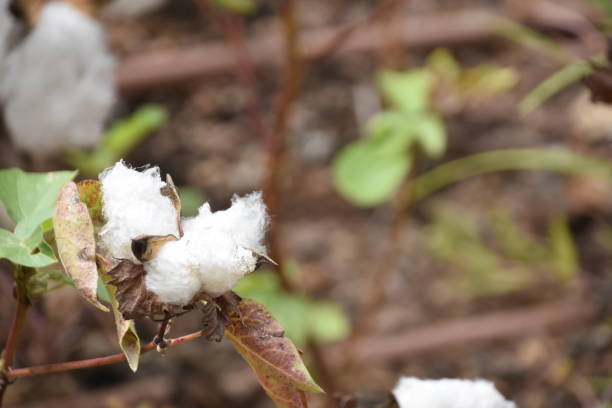 istock Field of Ripe Cotton Plants 1056676522