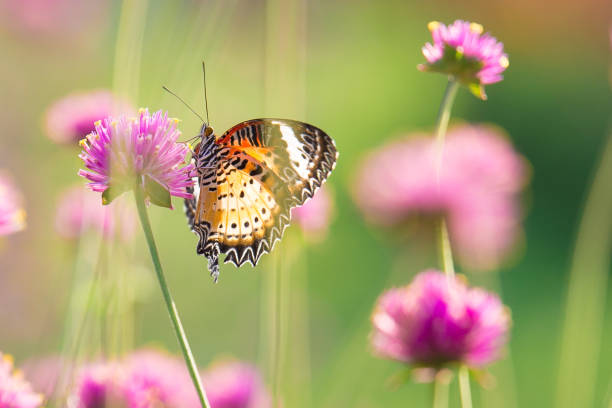 close up beautiful butterfly on amaranth flower field with sunlight on the garden background - globe amaranth imagens e fotografias de stock