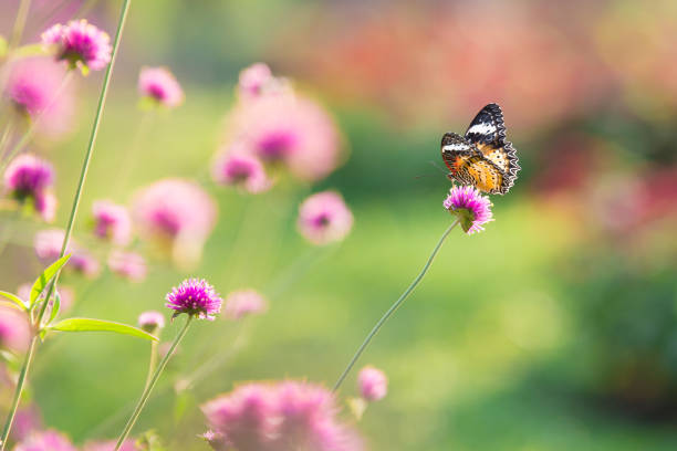 z bliska piękny motyl na polu kwiatowym amarantu ze światłem słonecznym na tle ogrodu - globe amaranth zdjęcia i obrazy z banku zdjęć