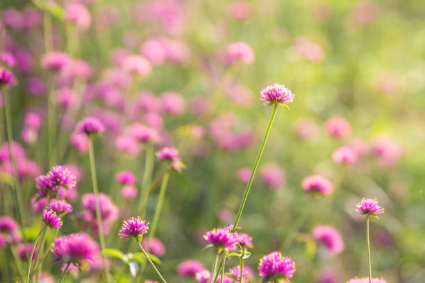 beautiful amaranth flower field with sunlight on the garden background - globe amaranth imagens e fotografias de stock