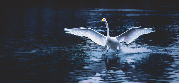 Landing whooper swan (cygnus cygnus). Photo from Kajaani, Finland.