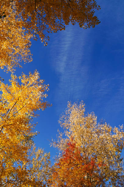 istock Autumn landscape. Autumn tree leaves sky background,Russia. 1056688090