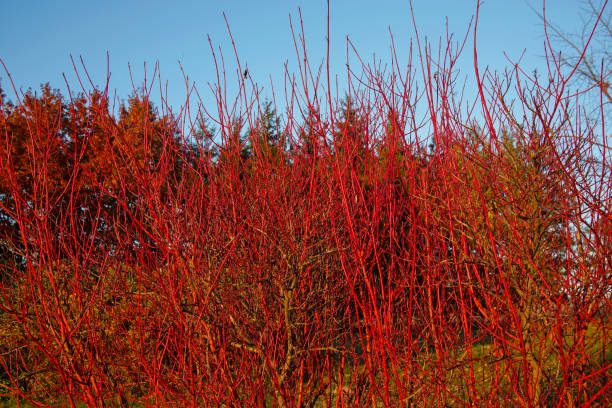 istock red decorative twigs against blue sky 1056688592