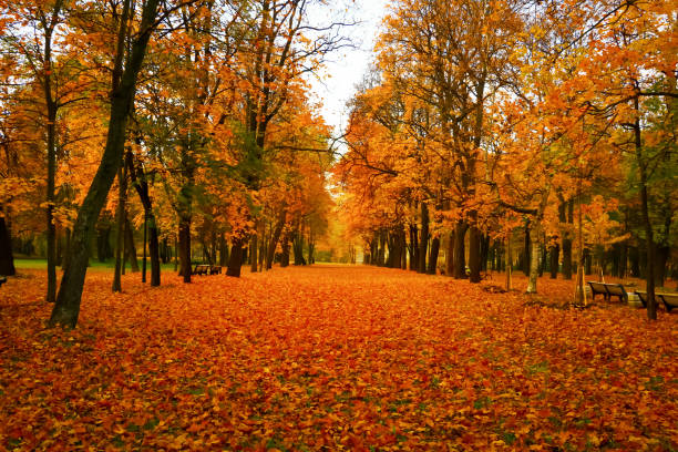 bright, beautiful, colorful autumn park