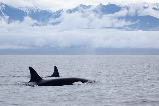 In the Straight of Juan de Fuca, between Vancouver Island and the Olympic Peninsula in Washington State, live far too few beautiful Orca.