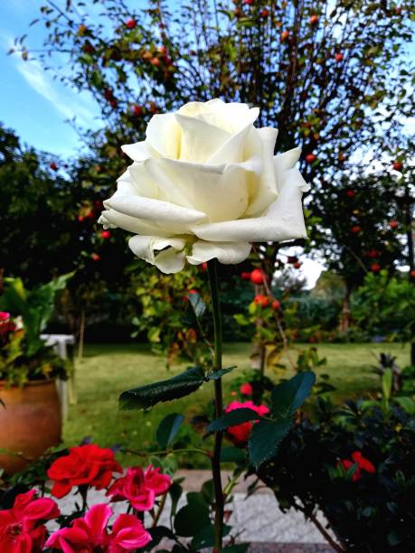 Beautiful Natural Closeup White Rose Botanical British Garden Fantasy Romance stock photo
