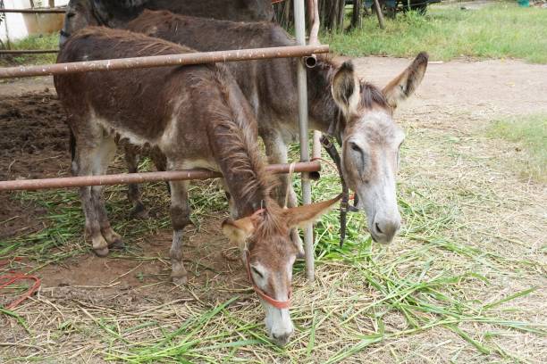 istock burro in country farm 1056693208