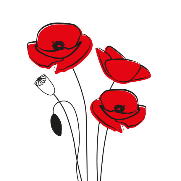 Red Poppy Flower. Red Poppy Flower isolated on white background. Vector red romantic poppy flowers and grass. red poppies. red flower. poppies stock illustrations