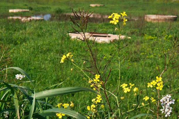 istock Wild flowers in the natural park. 1056694582