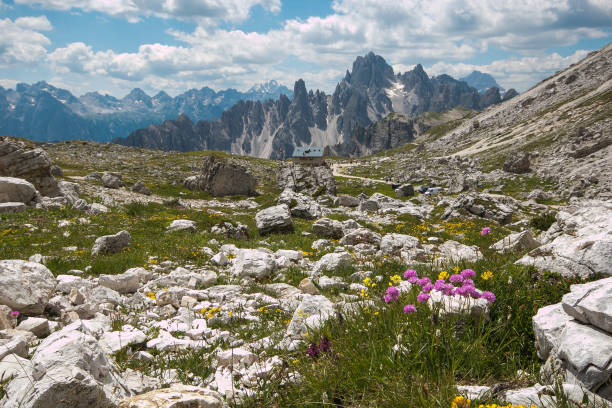 istock Wild flowers in the italian dolomites 1056696400