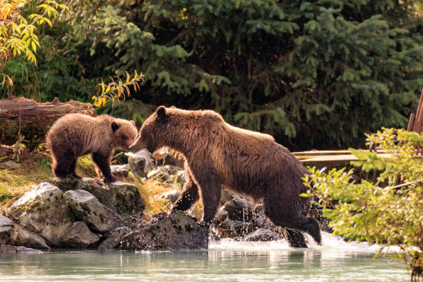 madre orso che pesca con cuccioli nel fiume chilkoot, haines alaska - alaska landscape scenics wilderness area foto e immagini stock