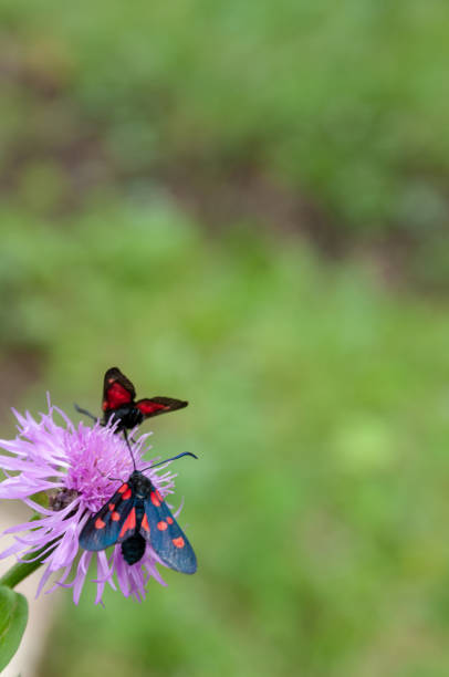 istock Six-spot Burnet moth,Zygaena Filipendulae, on Knapweed 1056697322